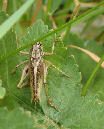 Réf. 210 633 : Platycleis sp.